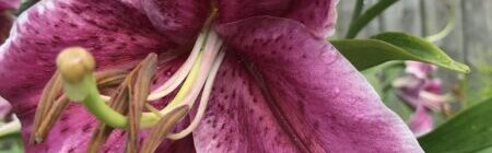 Pink lily flower with green foliage background.