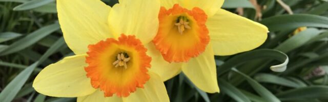 Bright yellow daffodils with orange centers.