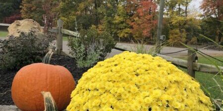 Pumpkins and yellow flowers with autumn trees.