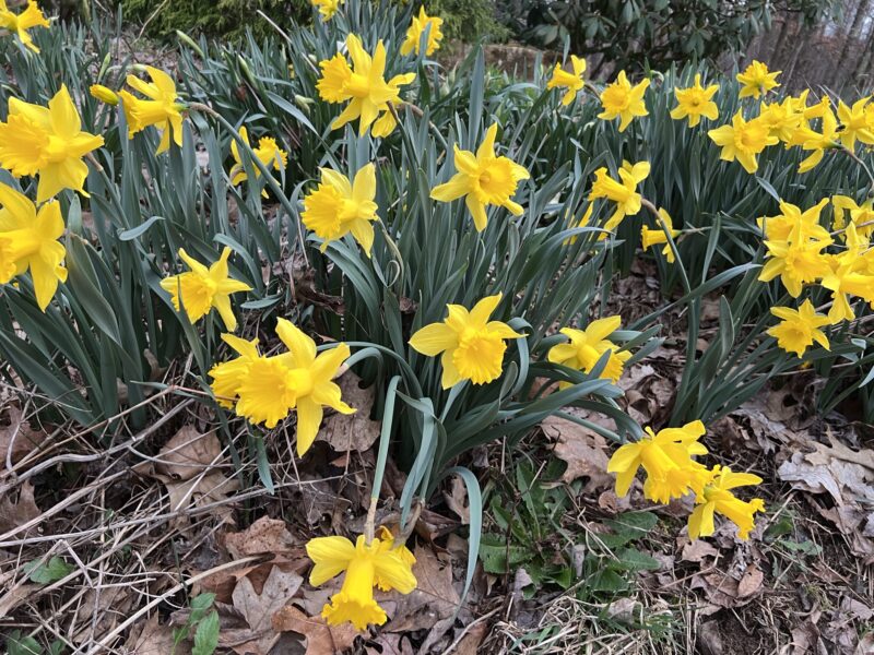 Springtime at the Inn & Farm